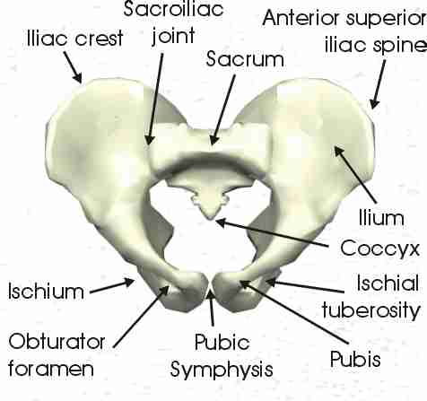 Figure 411 Pelvis
